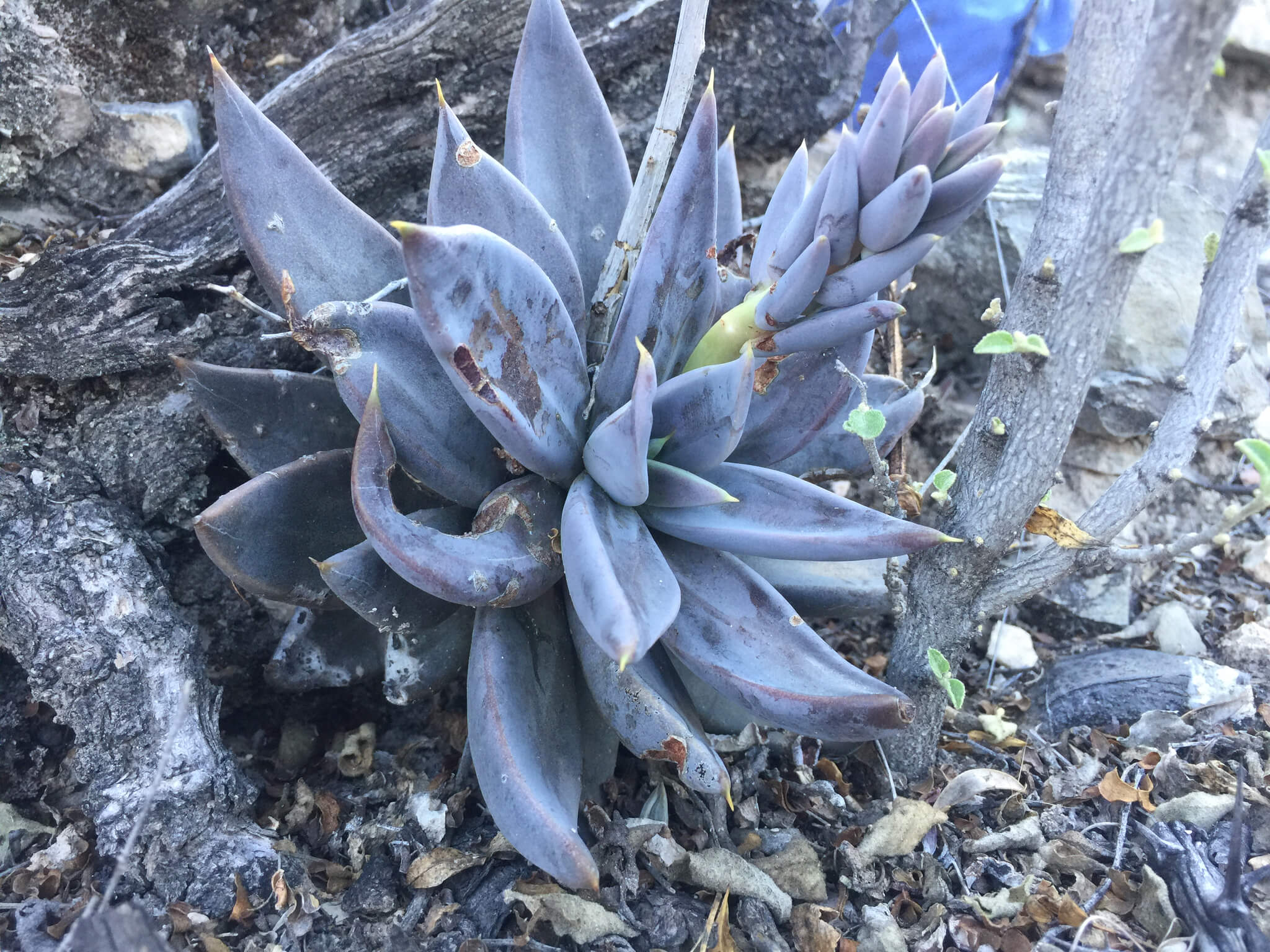 Echeveria humilis